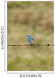 Mountain Bluebird On A Fence Wire Wall Mural