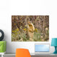 Colombian Ground Squirrel Wall Mural