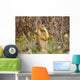 Colombian Ground Squirrel Wall Mural