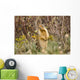 Colombian Ground Squirrel Wall Mural