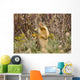 Colombian Ground Squirrel Wall Mural