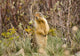 Colombian Ground Squirrel Wall Mural