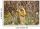 Colombian Ground Squirrel Wall Mural
