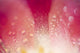 Close Up Of Dew On Tulip Petal Wall Mural