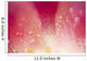 Close Up Of Dew On Tulip Petal Wall Mural