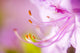 Close Up Of A Pink Flower Wall Mural