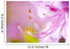 Close Up Of A Pink Flower Wall Mural
