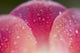 Closeup Of Dew On Tulip Petal Wall Mural