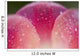 Closeup Of Dew On Tulip Petal Wall Mural