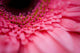 Close Up Of A Pink Flower Wall Mural
