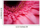 Close Up Of A Pink Flower Wall Mural