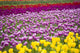 A Tulip Field Wall Mural