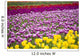 A Tulip Field Wall Mural
