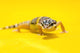 Baby Leopard Geckos On Yellow Wall Mural