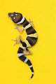 Baby Leopard Gecko On Yellow Wall Mural