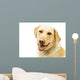 A Golden Labrador Wall Mural
