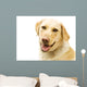 A Golden Labrador Wall Mural