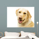 A Golden Labrador Wall Mural