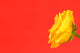 Yellow Rose On Red Wall Mural