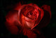 Dark Red Rose Wall Mural