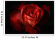 Dark Red Rose Wall Mural