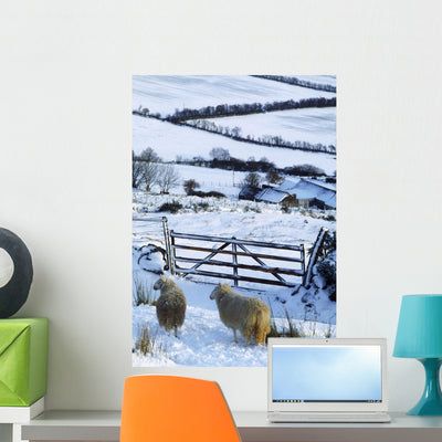 Sheep Ireland Wall Mural shown on a wall