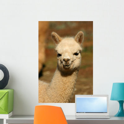 Baby Alpaca Wall Mural shown on a wall