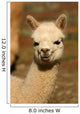 Baby Alpaca Wall Mural