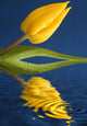 A Yellow Flower Reflected In Water Wall Mural