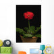 A Red Gerbera In A Pot Wall Mural