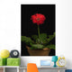 A Red Gerbera In A Pot Wall Mural