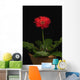 A Red Gerbera In A Pot Wall Mural