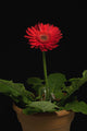 A Red Gerbera In A Pot Wall Mural
