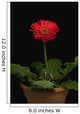 A Red Gerbera In A Pot Wall Mural