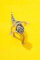 Baby Leopard Gecko Wall Mural