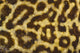 Close Up Of Leopard Gecko Skin Patterns Wall Mural