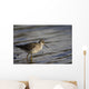 One Bird Wading In Water Wall Mural