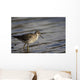 One Bird Wading In Water Wall Mural