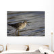 One Bird Wading In Water Wall Mural