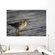 One Bird Wading In Water Wall Mural