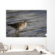 One Bird Wading In Water Wall Mural