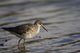 One Bird Wading In Water Wall Mural