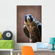 Falcon Wall Mural