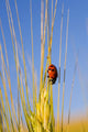 Lady Bug On A Plant Wall Mural