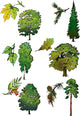 Trees and Their Leaves