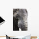 Portrait Of African Bull Elephant Wall Mural