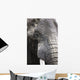 Portrait Of African Bull Elephant Wall Mural