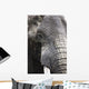 Portrait Of African Bull Elephant Wall Mural