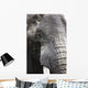 Portrait Of African Bull Elephant Wall Mural