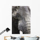 Portrait Of African Bull Elephant Wall Mural